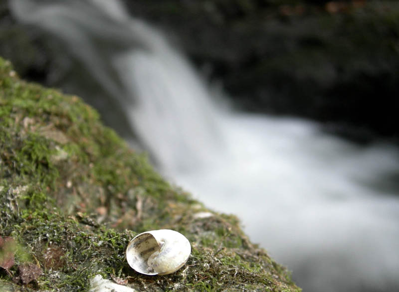 alle sorgenti del Torrente Centa.....prima parte