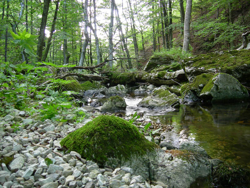 alle sorgenti del Torrente Centa.....prima parte