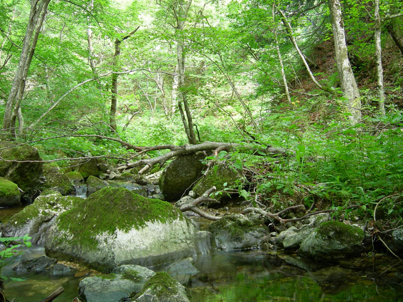 alle sorgenti del Torrente Centa.....prima parte