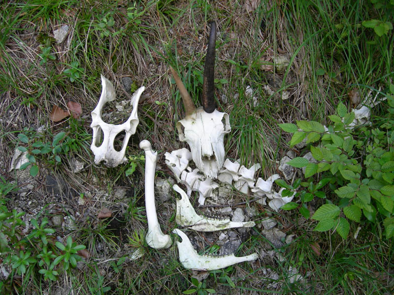 alle sorgenti del Torrente Centa.....prima parte