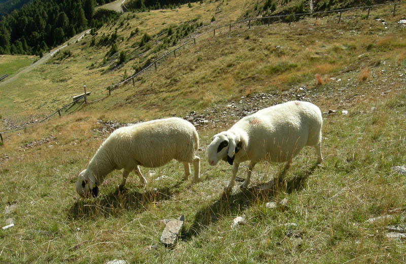Nel....Gruppo della Plose