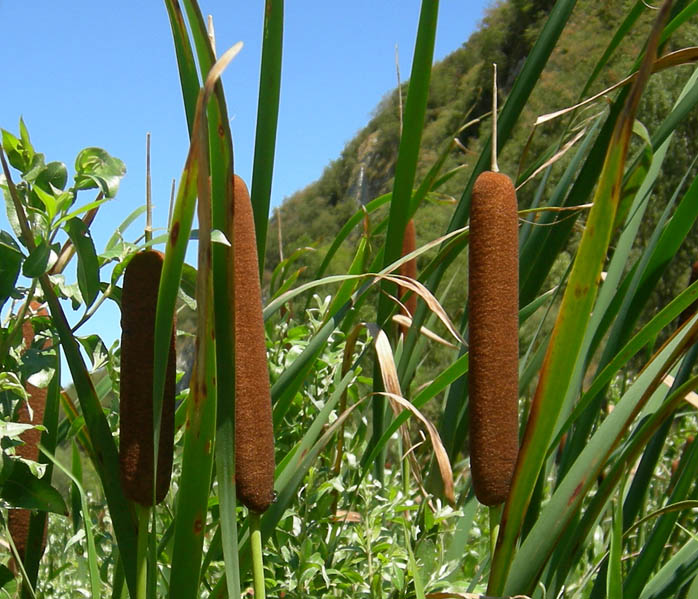 Typha latifolia / Lisca maggiore