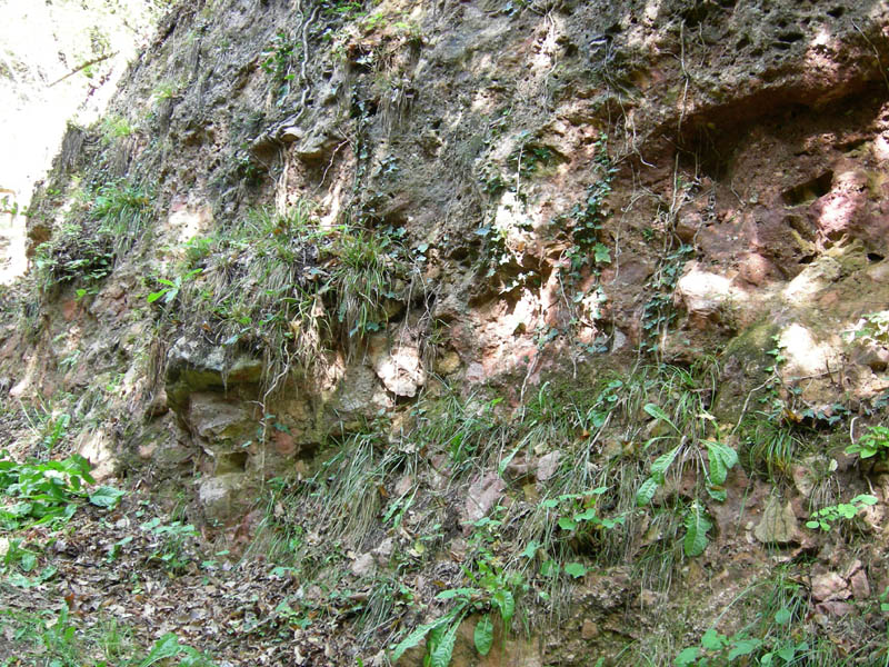 Limax cf.veronensis da Monte Reale (TN)