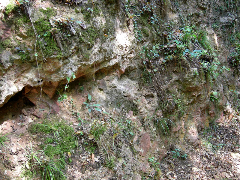 Limax cf.veronensis da Monte Reale (TN)