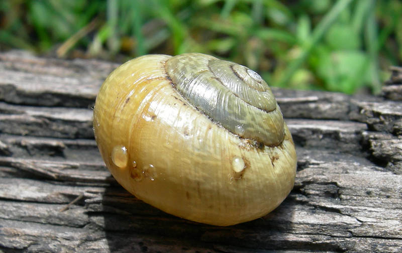 un 
