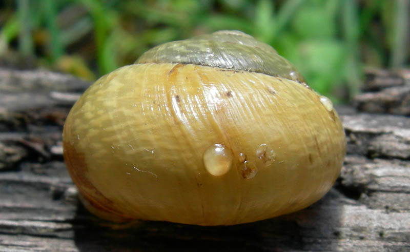 un 