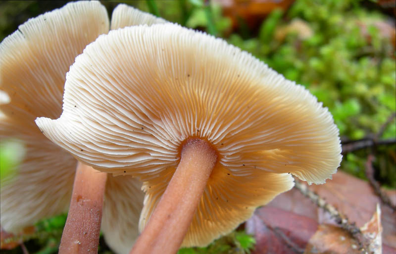 7 funghi dalla Carinzia (Austria)