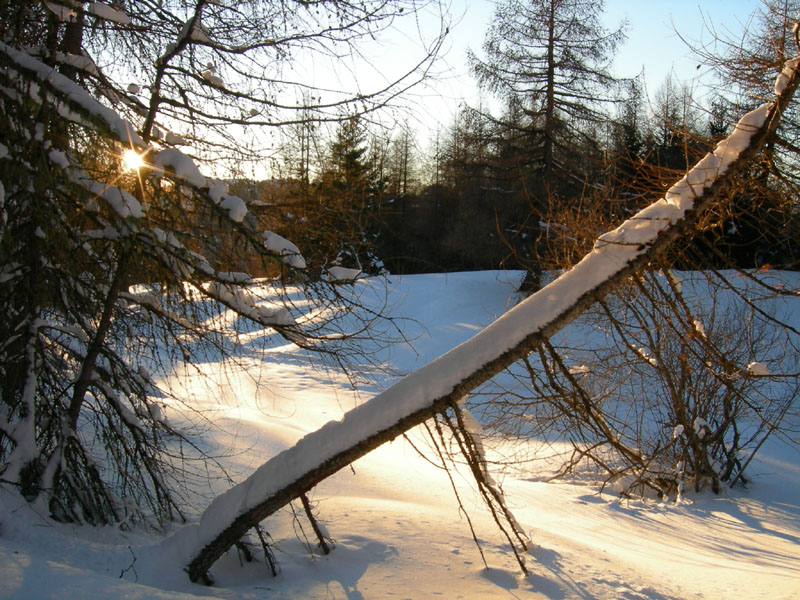 Larice.... con circonferenza di 7 m. (Sopramonte - TN)