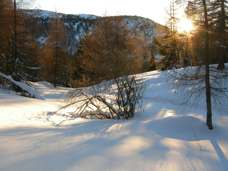 Larice.... con circonferenza di 7 m. (Sopramonte - TN)