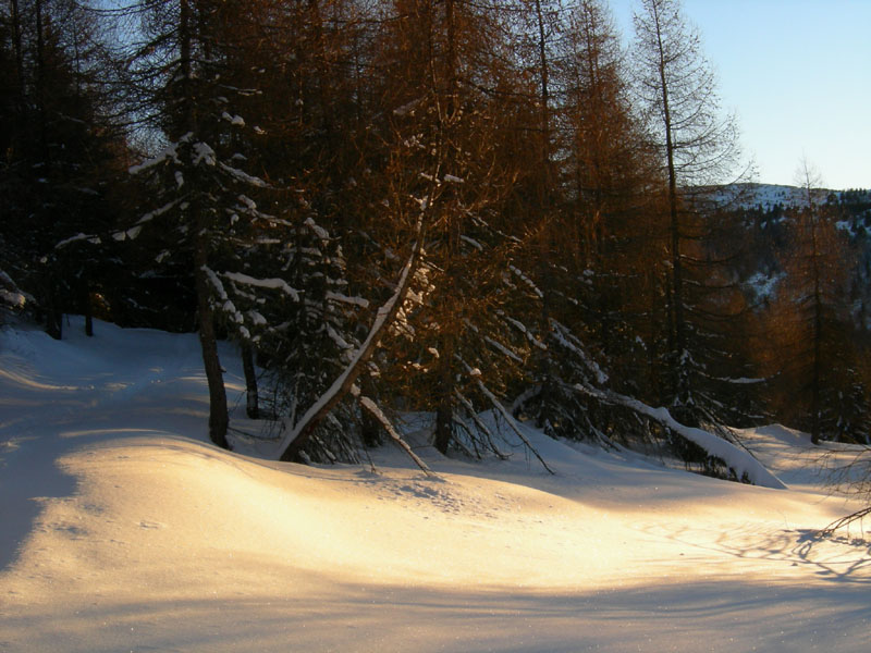 Larice.... con circonferenza di 7 m. (Sopramonte - TN)