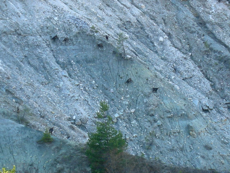 Rupicapra rupicapra.....dal Trentino Alto Adige