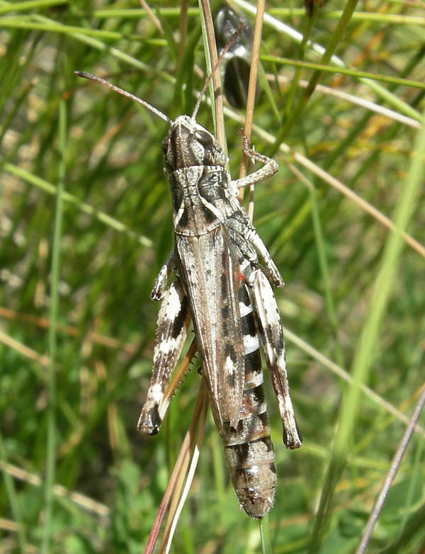 Gomphocerus sibiricus (Acrididae, Gomphocerinae)
