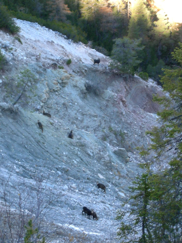 Rupicapra rupicapra.....dal Trentino Alto Adige