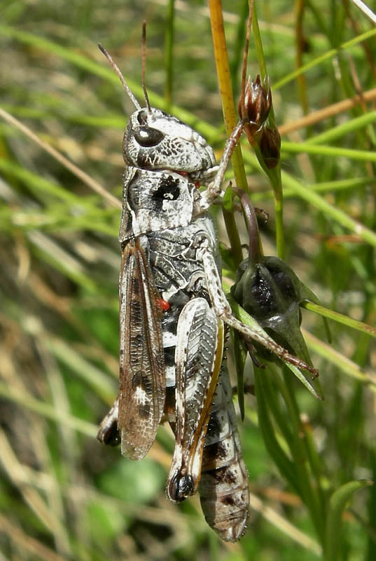 Gomphocerus sibiricus (Acrididae, Gomphocerinae)