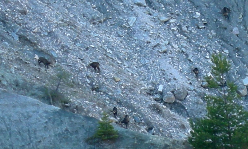 Rupicapra rupicapra.....dal Trentino Alto Adige