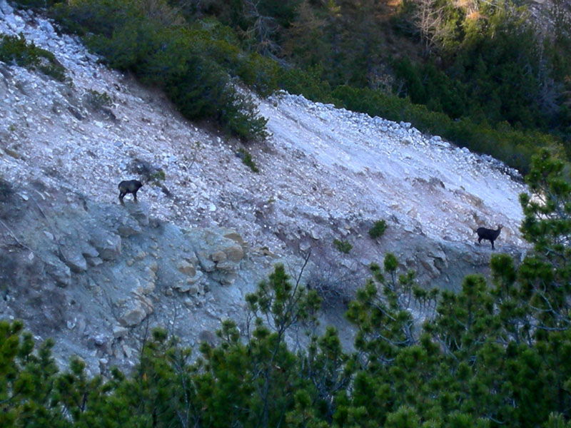 Rupicapra rupicapra.....dal Trentino Alto Adige