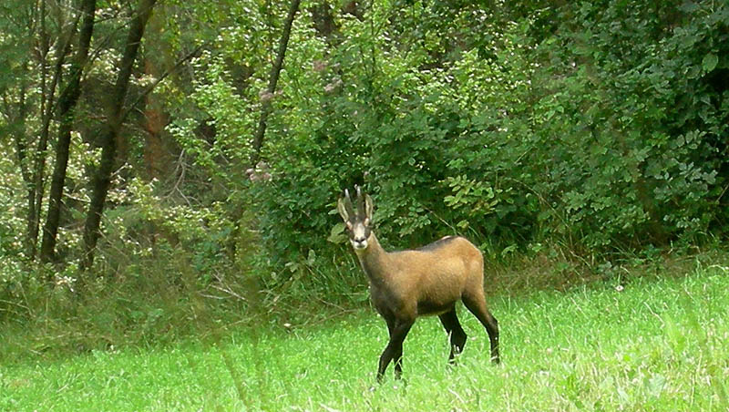 Rupicapra rupicapra.....dal Trentino Alto Adige