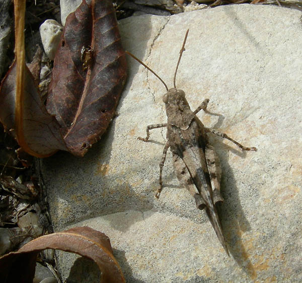 Oedipoda sp. - Acrididae......dal Trentino