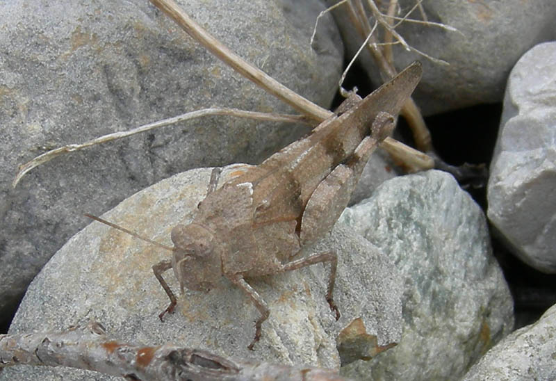 Oedipoda sp. - Acrididae......dal Trentino