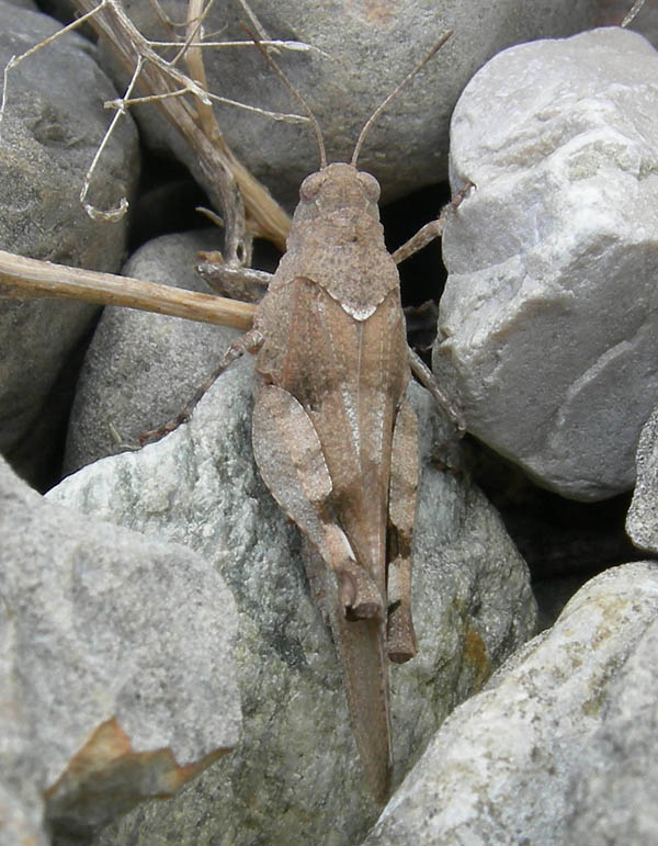 Oedipoda sp. - Acrididae......dal Trentino