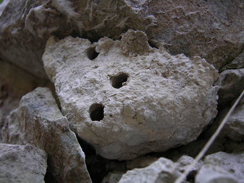 cellette piene di ragnetti (nido di Sceliphron danneggiato)