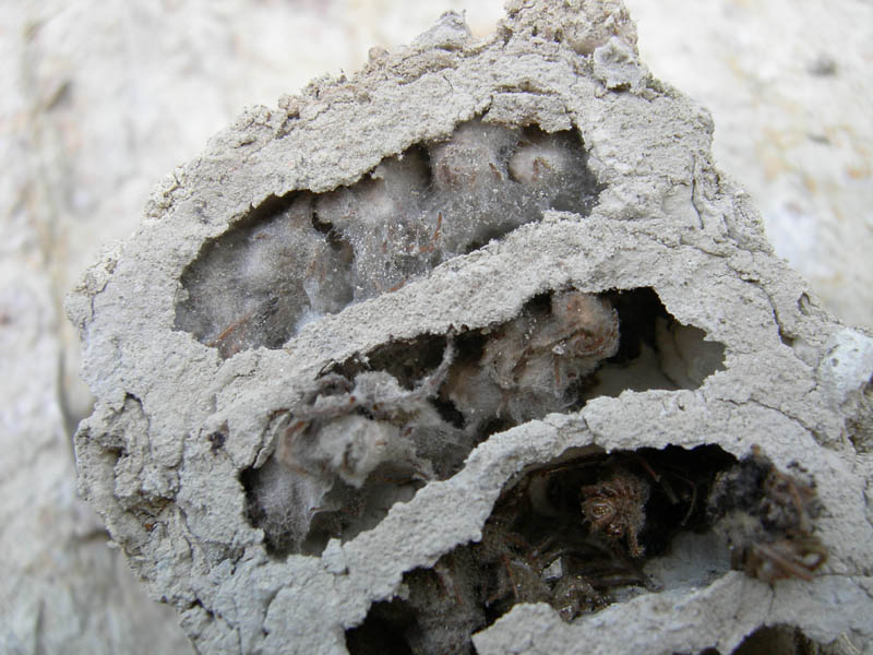 cellette piene di ragnetti (nido di Sceliphron danneggiato)