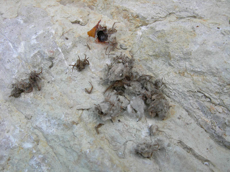 cellette piene di ragnetti (nido di Sceliphron danneggiato)