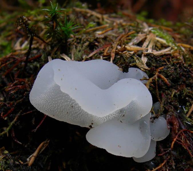 7 funghi dalla Carinzia (Austria)