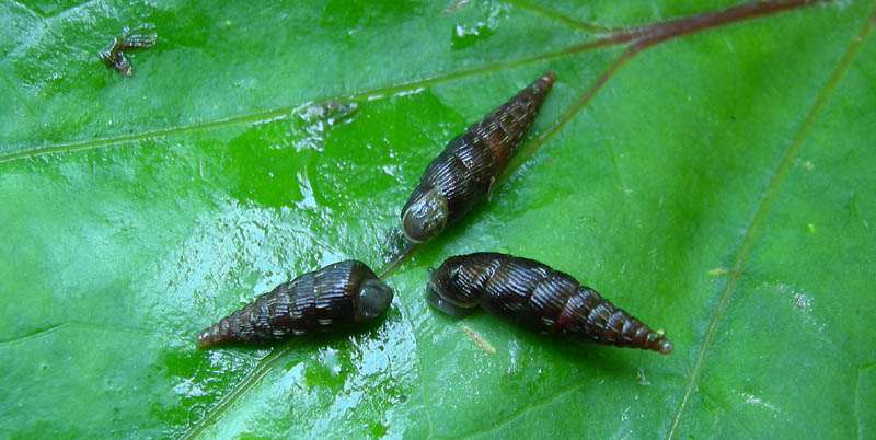 Macrogastra plicatula  Virti di Folgaria (TN)