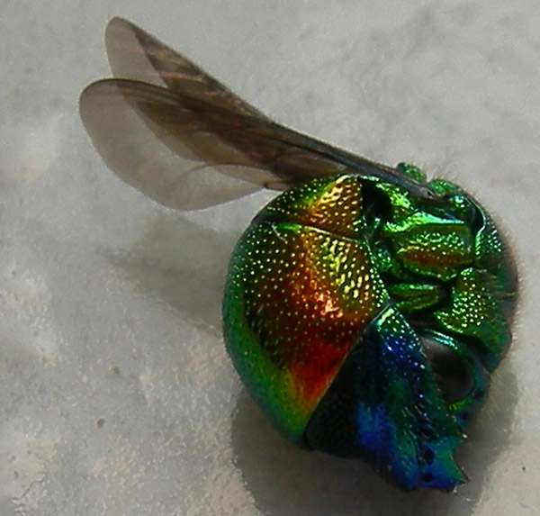 Stilbum cyanurum, bellissimo criside