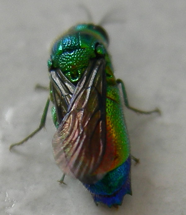 Stilbum cyanurum, bellissimo criside
