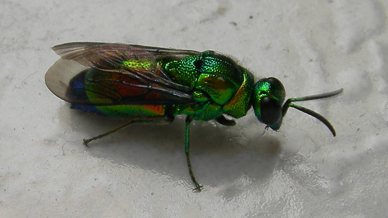 Stilbum cyanurum, bellissimo criside