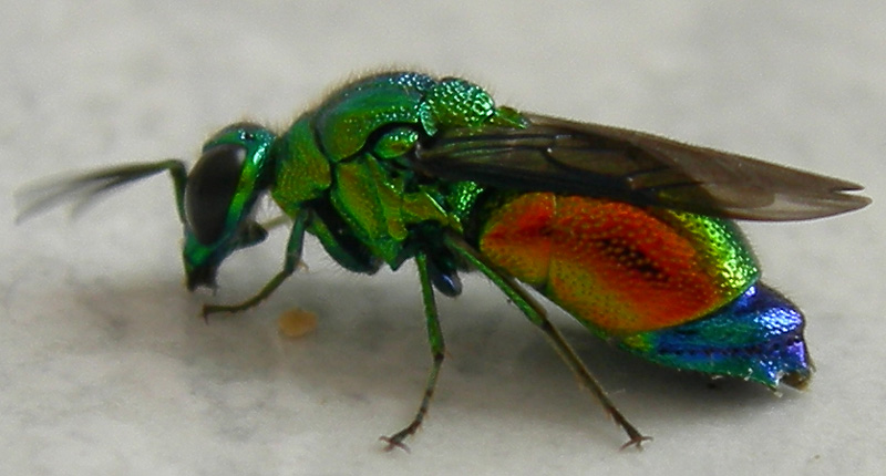 Stilbum cyanurum, bellissimo criside