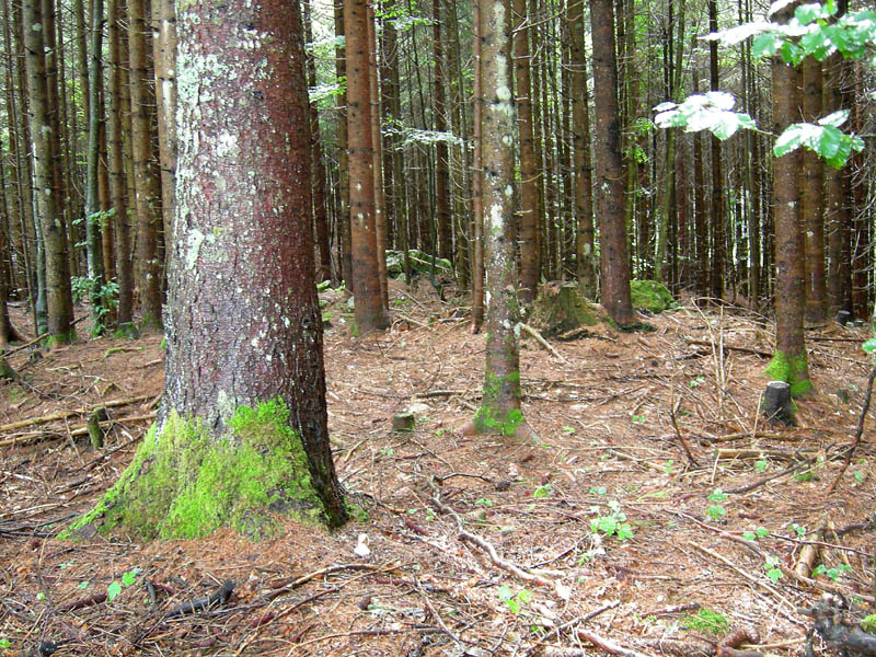 7 funghi dalla Carinzia (Austria)