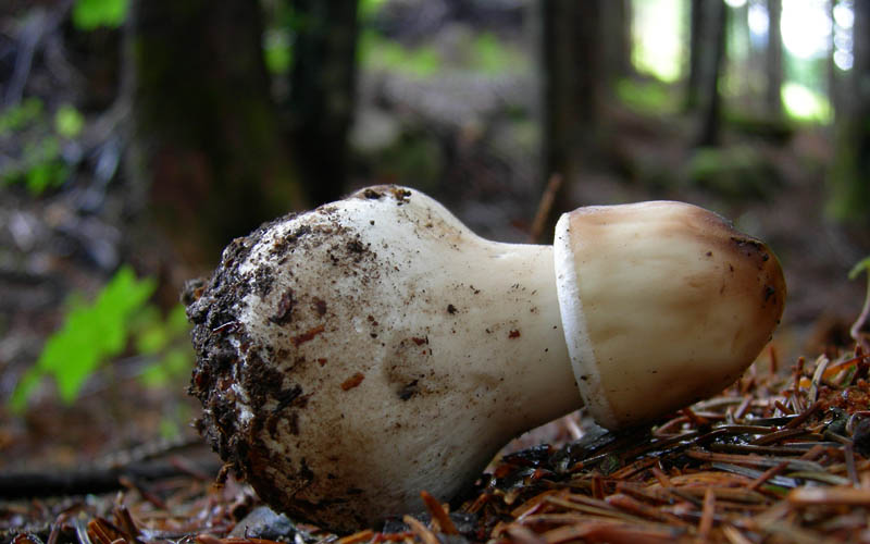 7 funghi dalla Carinzia (Austria)