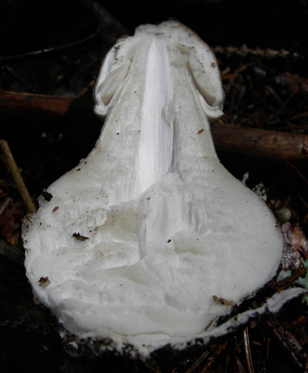 7 funghi dalla Carinzia (Austria)