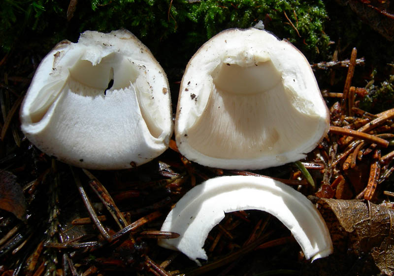 7 funghi dalla Carinzia (Austria)
