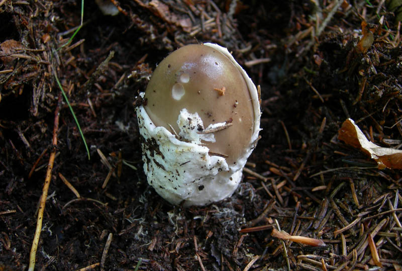 Amanita sp - Val di Cembra 1....