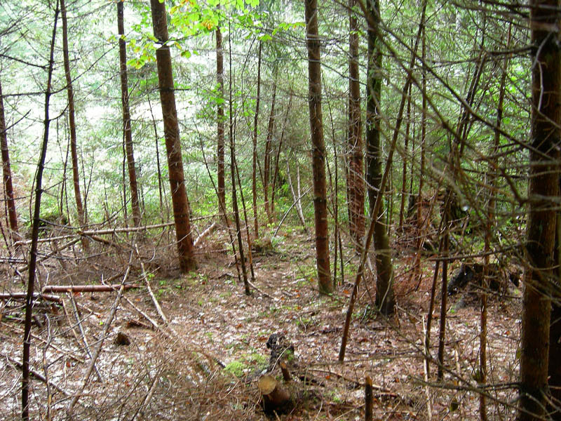 7 funghi dalla Carinzia (Austria)
