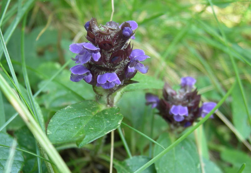 Prunella vulgaris / Prunella comune