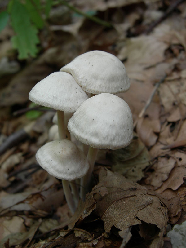 Per funghi con alberto.