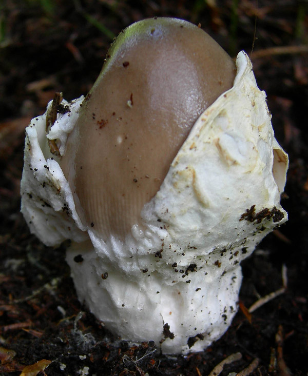 Amanita sp - Val di Cembra 1....