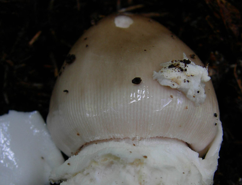 Amanita sp - Val di Cembra 1....