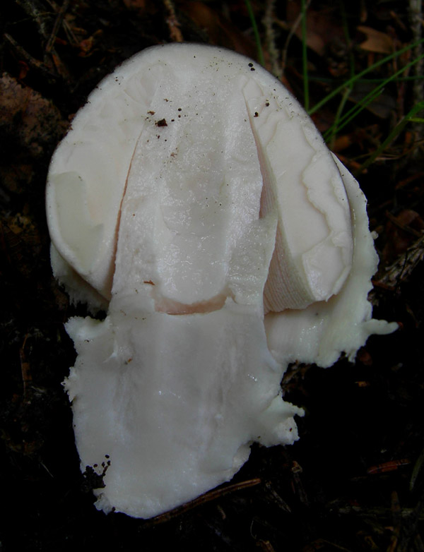 Amanita sp - Val di Cembra 1....
