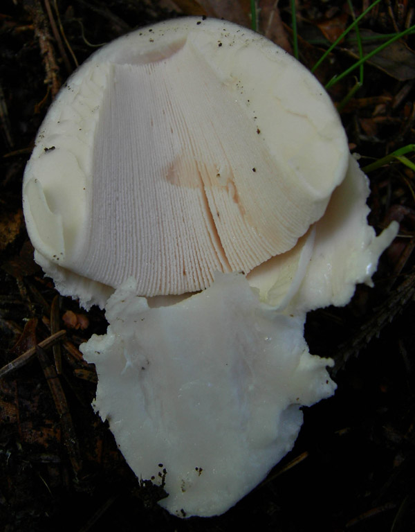 Amanita sp - Val di Cembra 1....