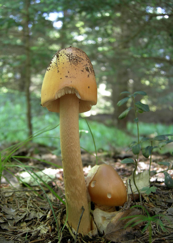 Amanita crocea - Val di Cembra 2...