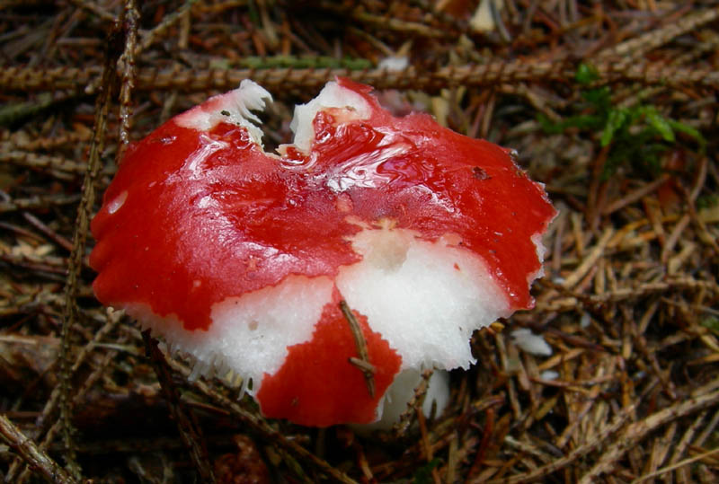 7 funghi dalla Carinzia (Austria)