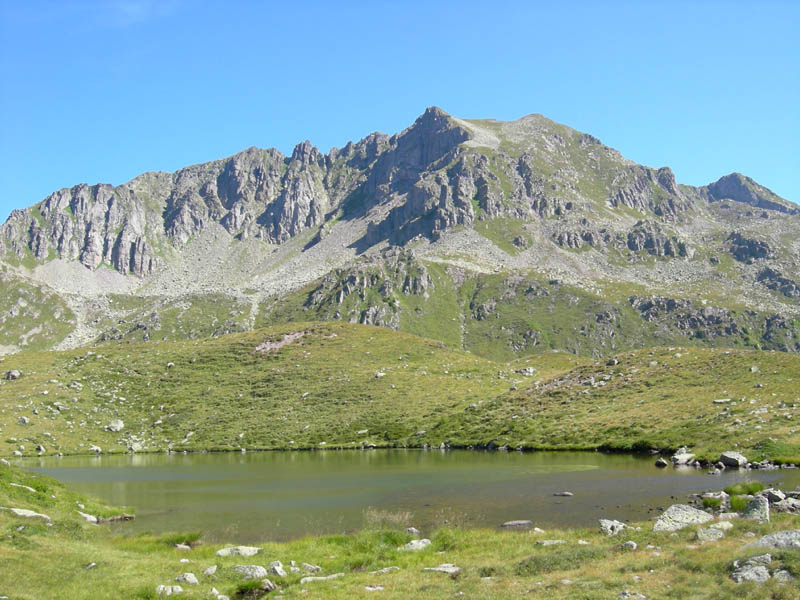 Sparganium angustifolium / Coltellaccio a foglie strette