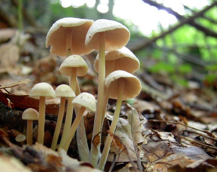Per funghi con alberto.
