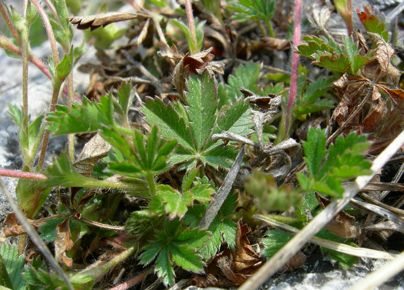 Potentilla tabernaemontani (=Potentilla neumanniana)/Cinquefoglia primaticcia